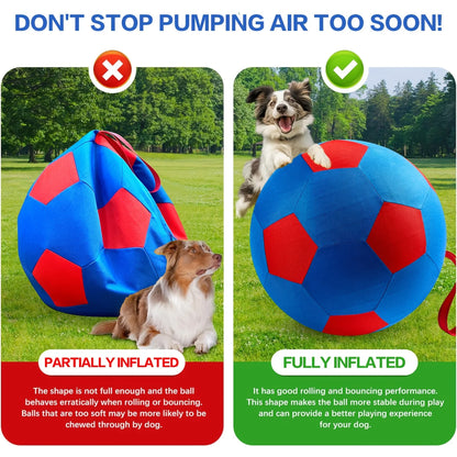 Animal Training/Herding/Playing Balls