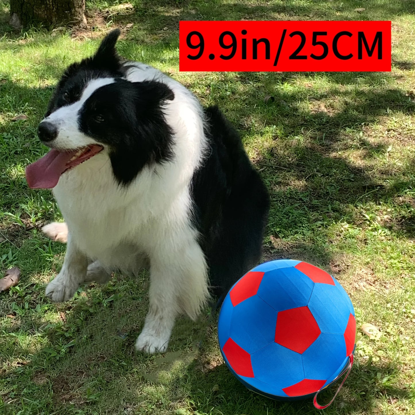 Animal Training/Herding/Playing Balls
