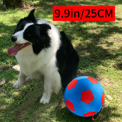 Animal Training/Herding/Playing Balls