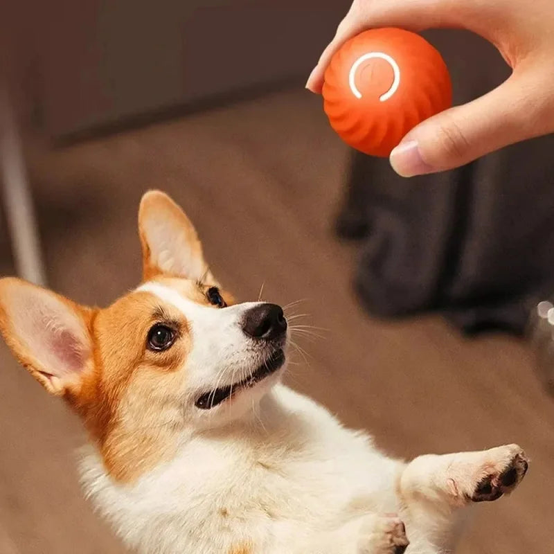 Dog Ball With Automatic Movements
