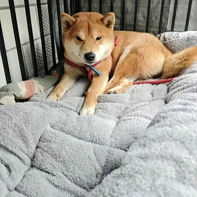 Small to Extra Large Dog /Cat Bed