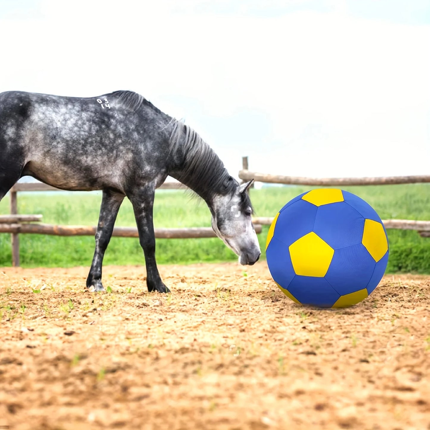 Animal Training/Herding/Playing Balls