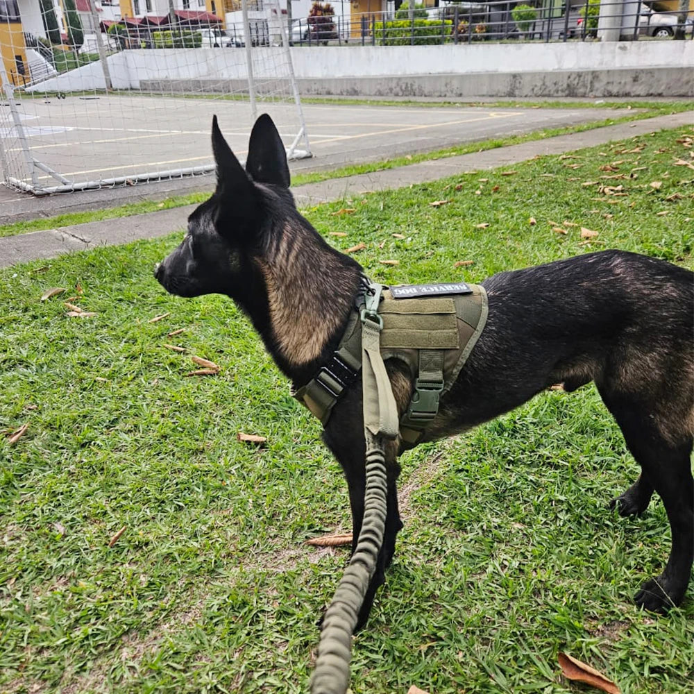 Military-Style Training Harnesses  and Leashes