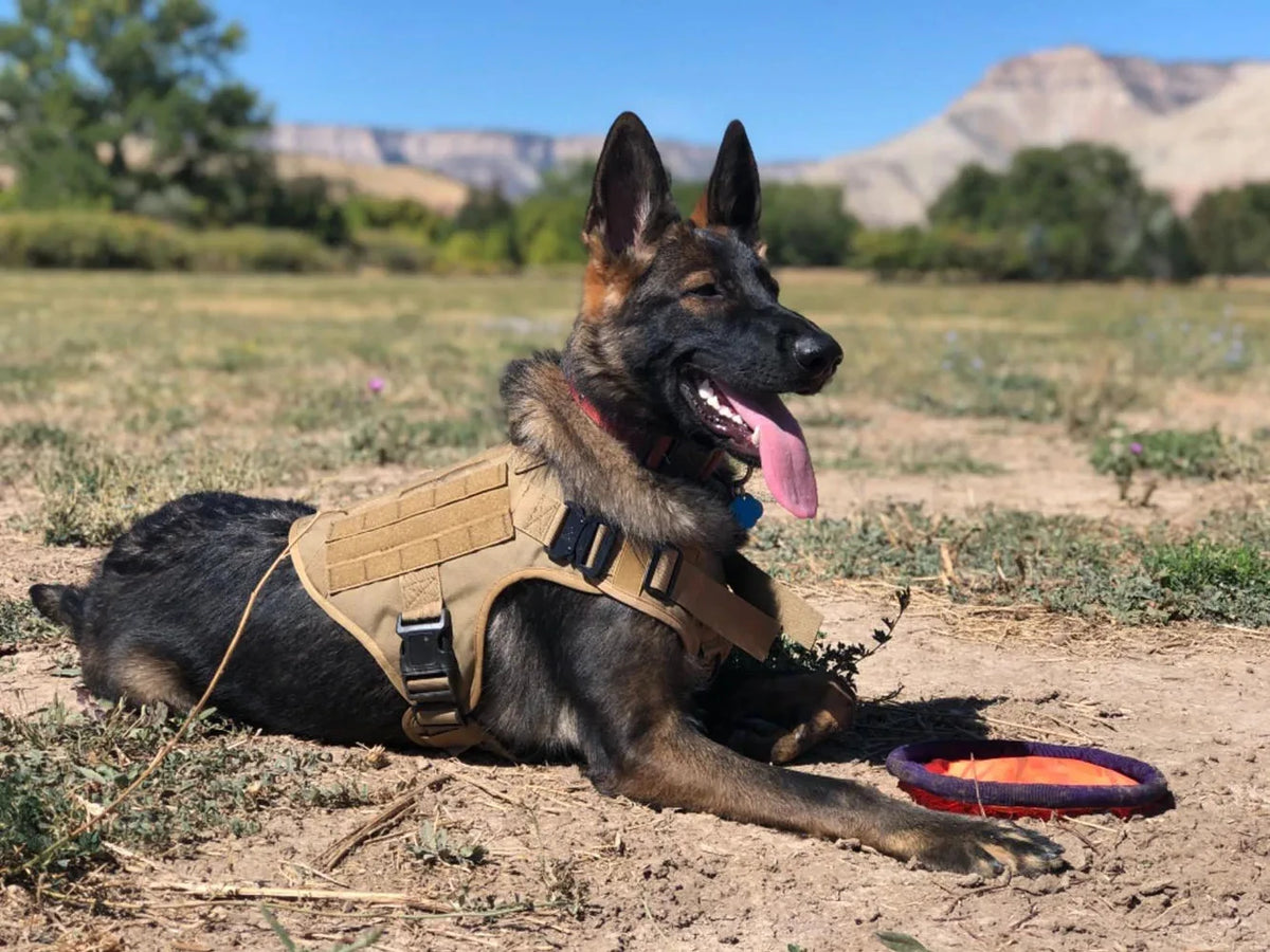 This combination dog harness collar set is adjustable for small, medium, and large dogs.  Designed for training and walking the tactical dog vest does the trick!  For outdoor use only it is made of durable nylon.